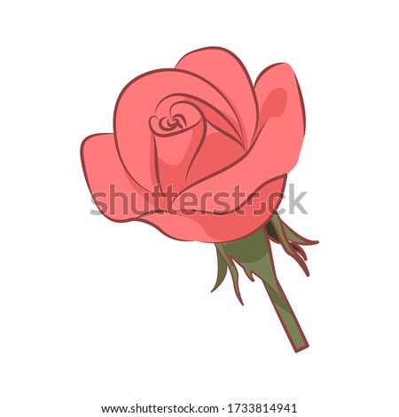 Rose, flowers colorful vector illustration