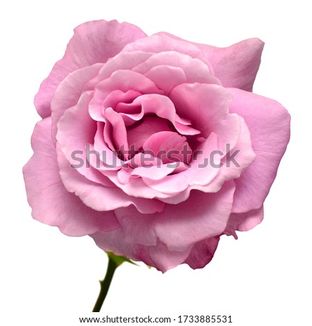Elegant purple rose isolated on a white background. Beautiful head flower. Spring time, summer. Garden decoration, landscaping. Floral floristic arrangement