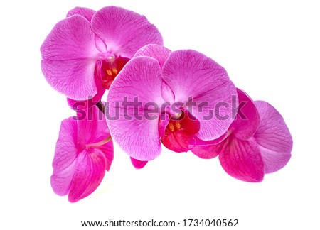 pink Phalaenopsis or Moth dendrobium Orchid flower isolated on white background.