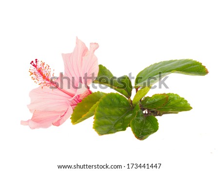 pink  hibiscus flower with leaves  isolated on white background