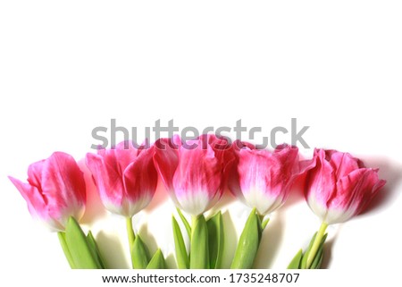 Wonderful pink tulips on a white background. Beautiful spring flowers.