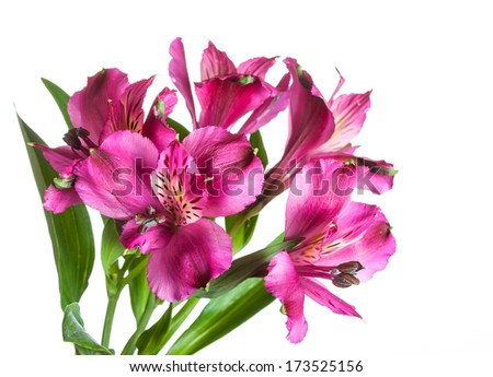 Spring pink flowers isolated on white background