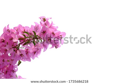 A twig of sweet pink bougainvillea flower blossom on white isolated background with copy space 
