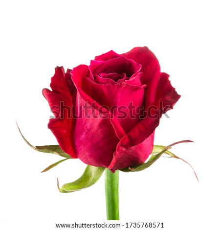 Beautiful red rose red close-up, rose isolated on a white background