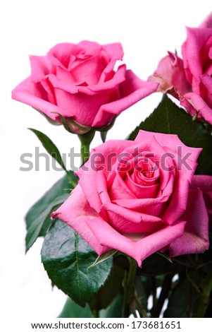 Bunch of pink roses isolated on white 