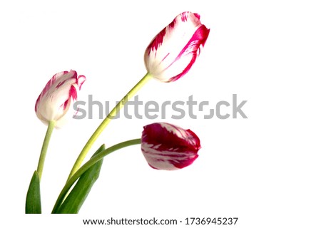 Spring flower tulip. Red tulips isolated on white background