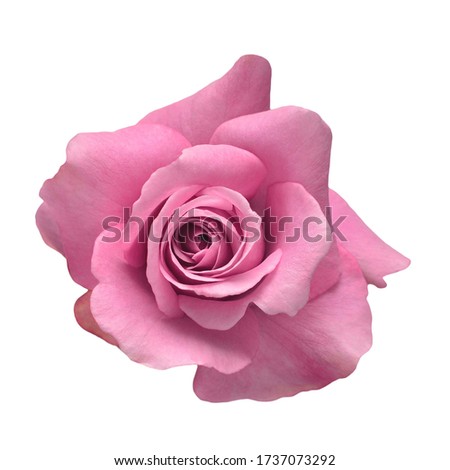 Pink head rose flower isolated on white background. Wedding card, bride. Greeting. Summer. Spring. Flat lay, top view. Love. Valentine's Day