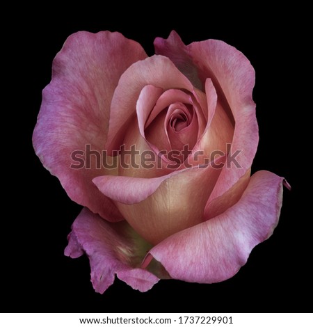 Pastel rose macro of a single isolated yellow pink blossom in vintage painting style on black background