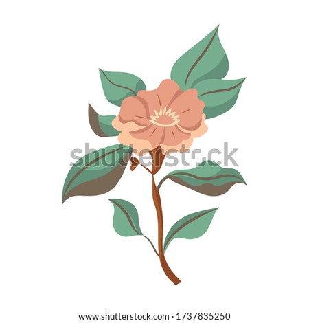Vector flower. Botanical vector. Flower illustration