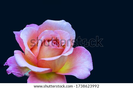 veined bright rose macro of a single isolated yellow pink orange violet blossom in vintage painting style on dark blue background