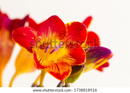 Red freesia flowering plants on terrace pots, in natural light over white background