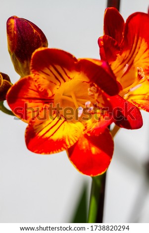 Close-up of freesia flowering plants on terrace pots, in natural light
