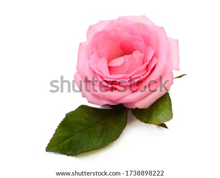 Single pink rose flower isolated on white background 
