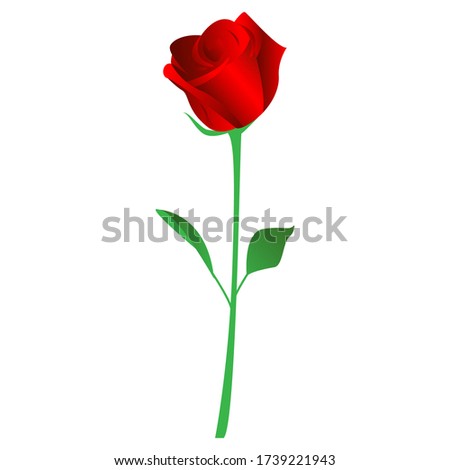isolated roses flower vector illustration in flat gradient design icon, stock vector