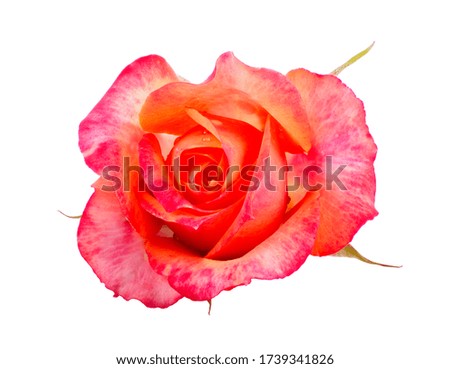 Beautiful red rose blossom with water drops close up isolated on white background.