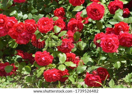 tender beauty roses spring garden