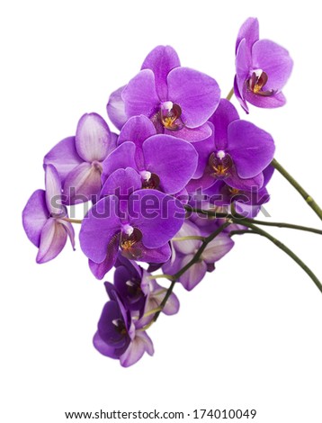 Dark purple orchid on white  isolated background