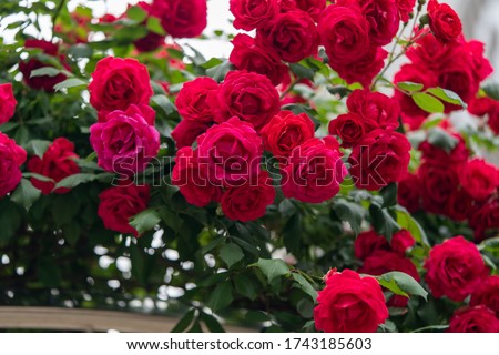 close up of full-blown red roses