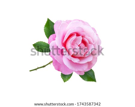 Pink rose flower and leaves isolated on white