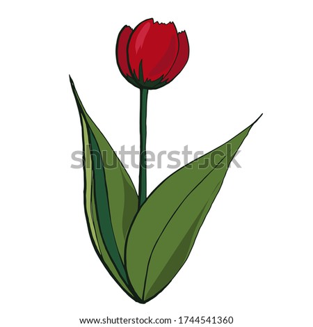 Color hand-drawn tulip. Vector illustration