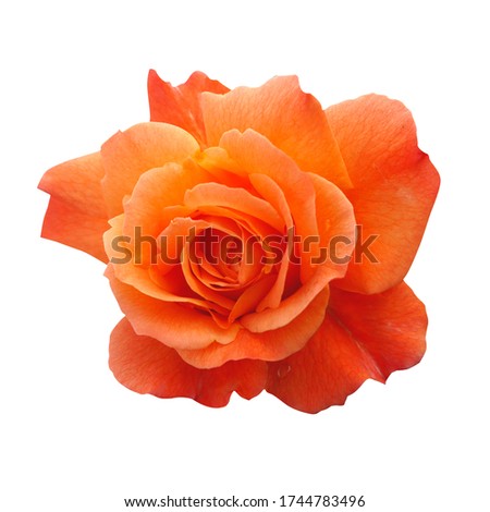 Single red rose flower isolated on white background. Beautiful sweet red rose flower isolated on white background