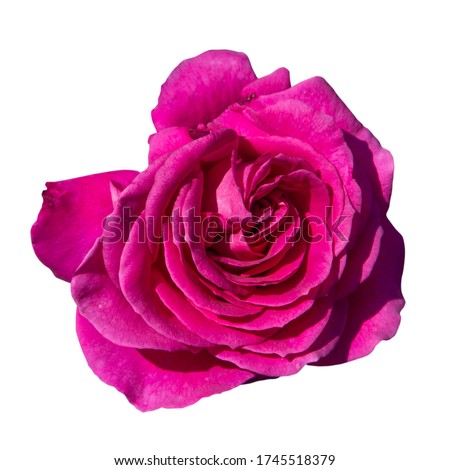 Pink Rose Flower Isolated on White Background with clipping path. Blooming bright pink rose flower.