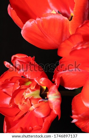 Bright red tulips close-up on a dark background. Template for greeting card.