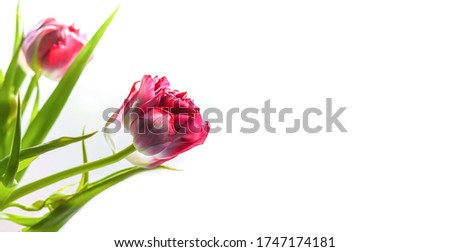 Spring beautiful tulip flowers on white background with copy space. Mother's day, greeting card festive decorative floral composition.