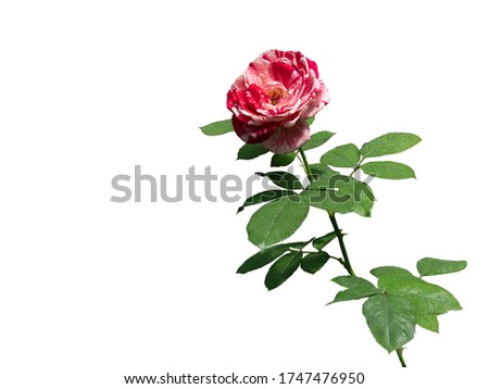 Red and white, mixed color rose with green leaves isolated on white background.