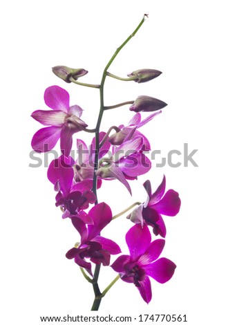 dark purple orchid flowers isolated on white background