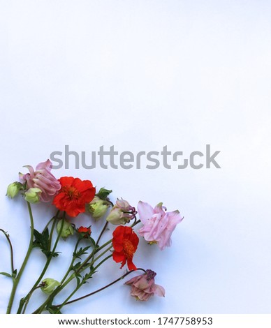 Pink and orange spring flowers on a light blue background. Background for greeting cards, invitations.