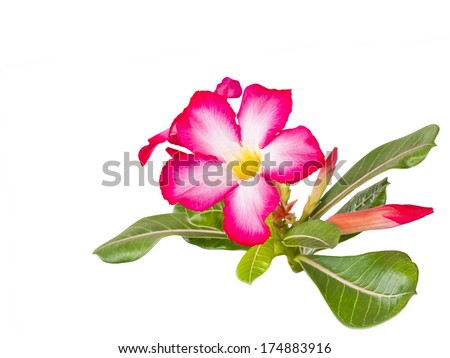 pink desert Rose blooming isolated on white background