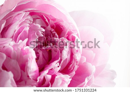Pink peony flower petals blossoming close up still isolated on a white background