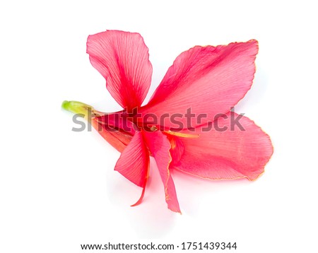 Pink Indian shot flower on white background. (Canna indica)