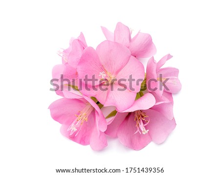 Pink flower of dombeya tree on white background.