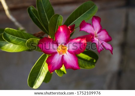 Branch of Adenium obesum. Blooming pink desert rose. Japanese frangipani. Flowers blossom. Beautiful flower background. Close up. Selected focus. Bali, Indonesia