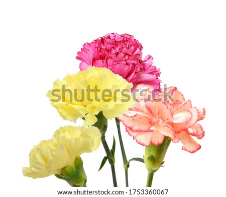 Decorative colorful carnation flowers on white 