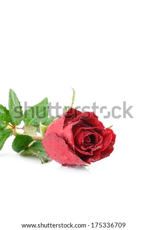 red rose flower on white background