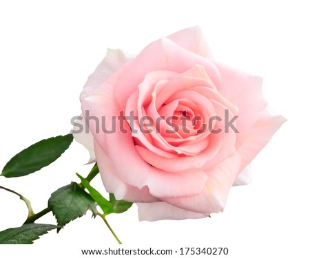 gentle pink rose isolated on white background, closeup