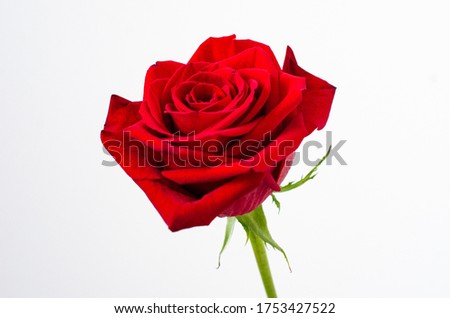 Red rose on a pure white background. Rose close-up. Rose petals. One rose. Flower on a white background.