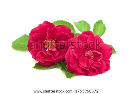 pair rosebud with leaves white isolated