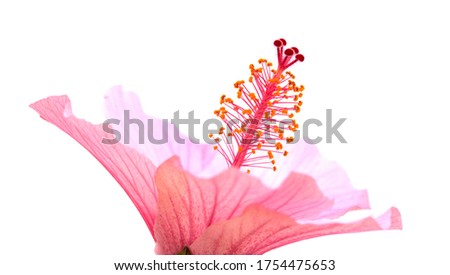 Pale pink hibiscus flower isolated on white