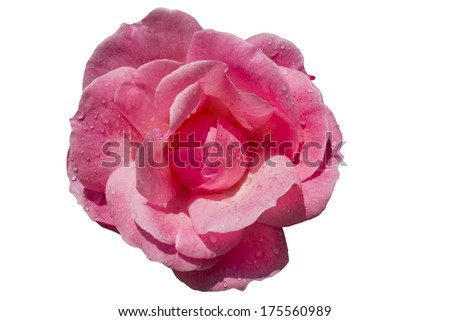 pink rose isolated on white with drops of water