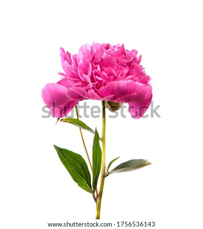 Pink peony flower on a white isolated background. Close-up. Isolate. Flower bud. Floristry.