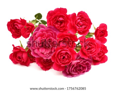 Bouquet pink roses flowers with leaf isolated on a white background. Delicate flora composition. Top view, flat lay