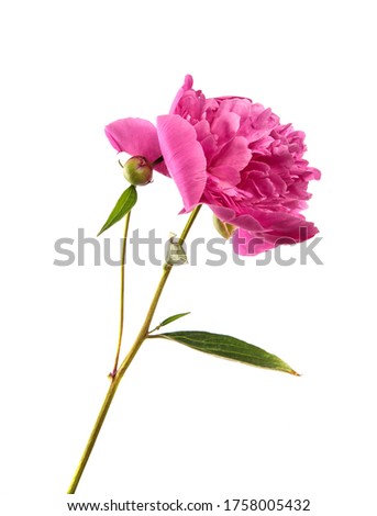 Pink peony flower on a white isolated background. Close-up. Isolate. Flower bud. Floristry.