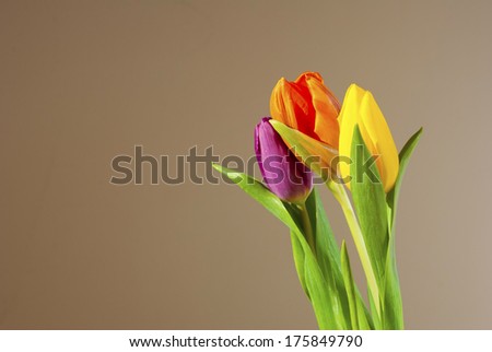bouquet of tulips, beige background
