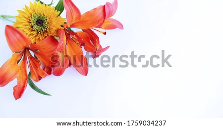 Bright red-orange lilies and yellow dahlias isolated on a white background. Bright color. Background for a greeting card.