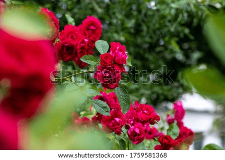 Nice red rose flowers branch in outdoor garden nature macro