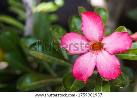Red frangipani for decorative plant at home, Bali, Indonesia